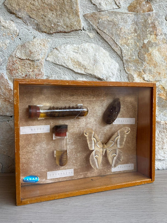 Modello Didattico -Metamorfosi Della Farfalla- R.A.D.A.R Padova