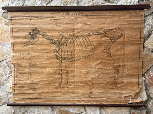 Tavola Parietale Vintage Paravia, La Vacca