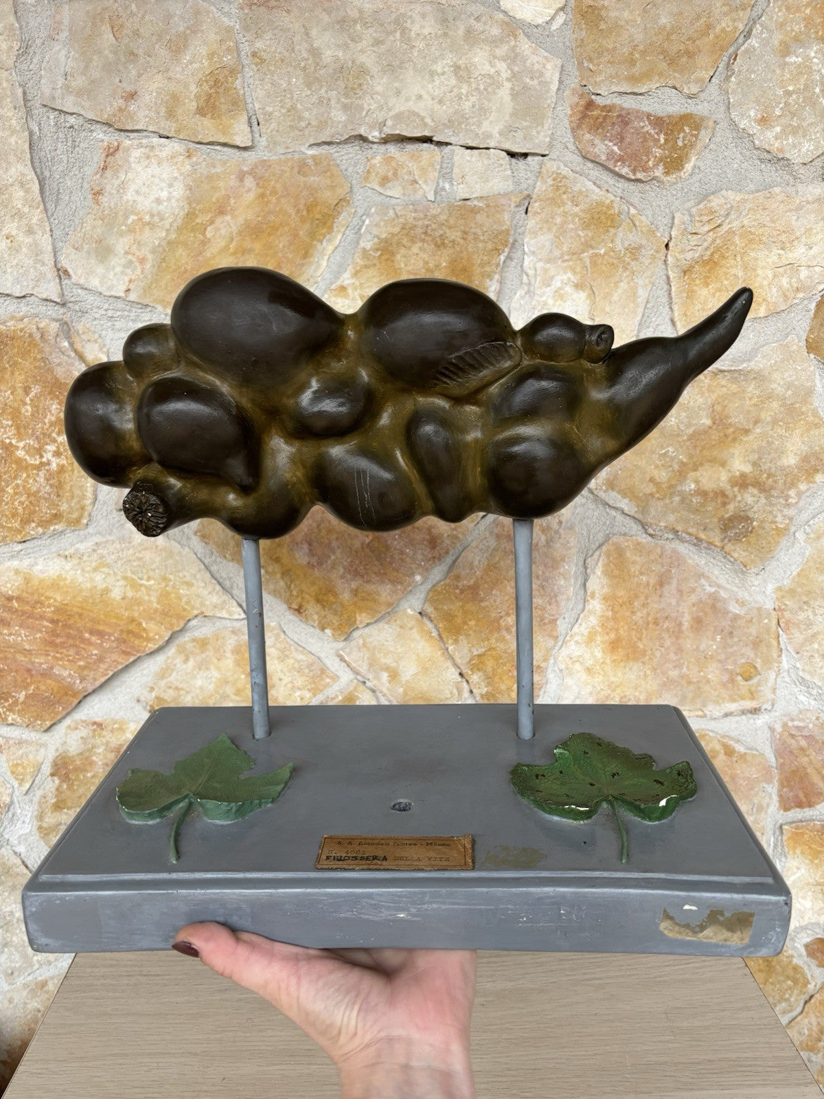 Modello Didattico Vintage