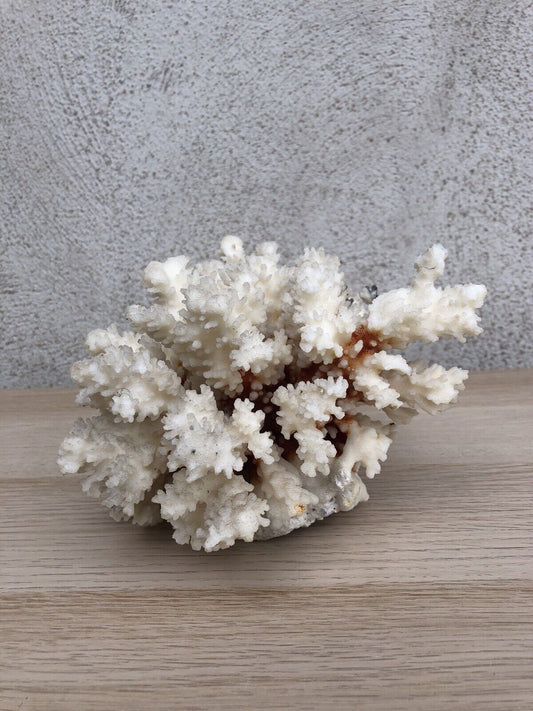 Corallo cespuglio naturale bianco Vintage
