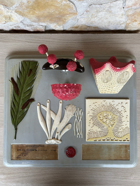 Modello Didattico Vintage, Botanico E Scientifico Paravia