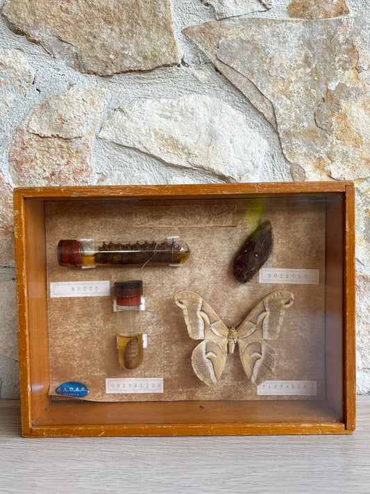 Modello Didattico -Metamorfosi Della Farfalla- R.A.D.A.R Padova