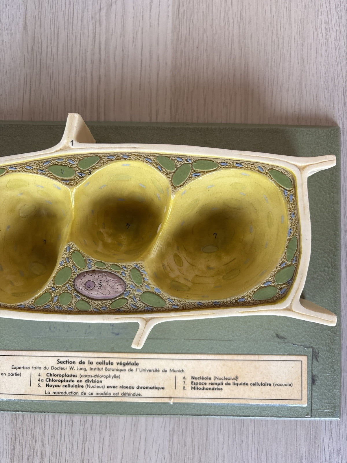 Modello Didattico Scientifico Somso Made In Germany -Cellule Vegetali-