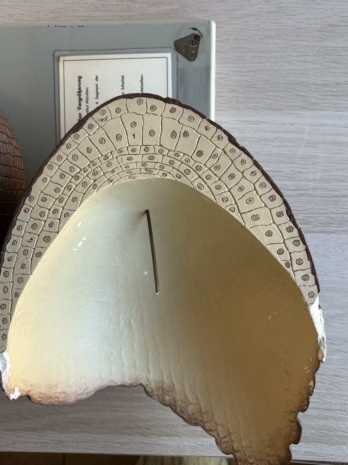 Modello Didattico/ Botanico, Somso Made In Germany