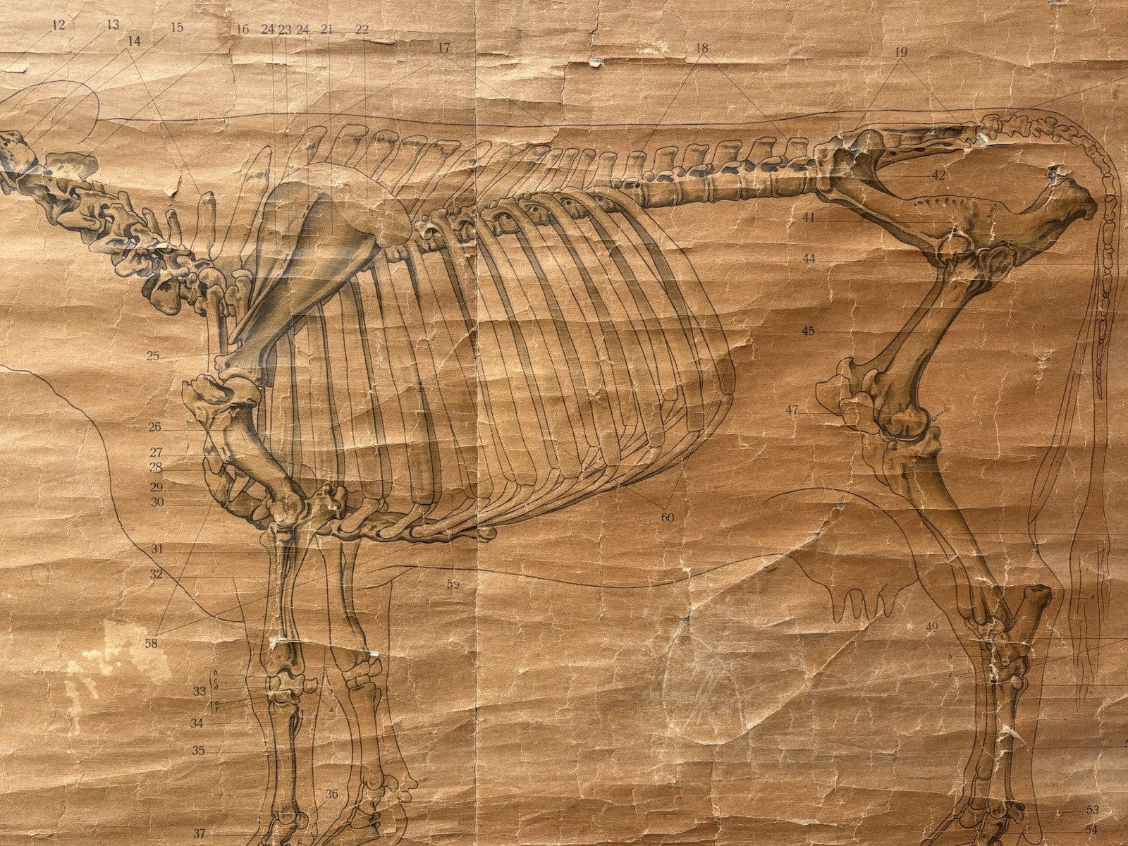 Tavola Parietale Vintage Paravia, La Vacca