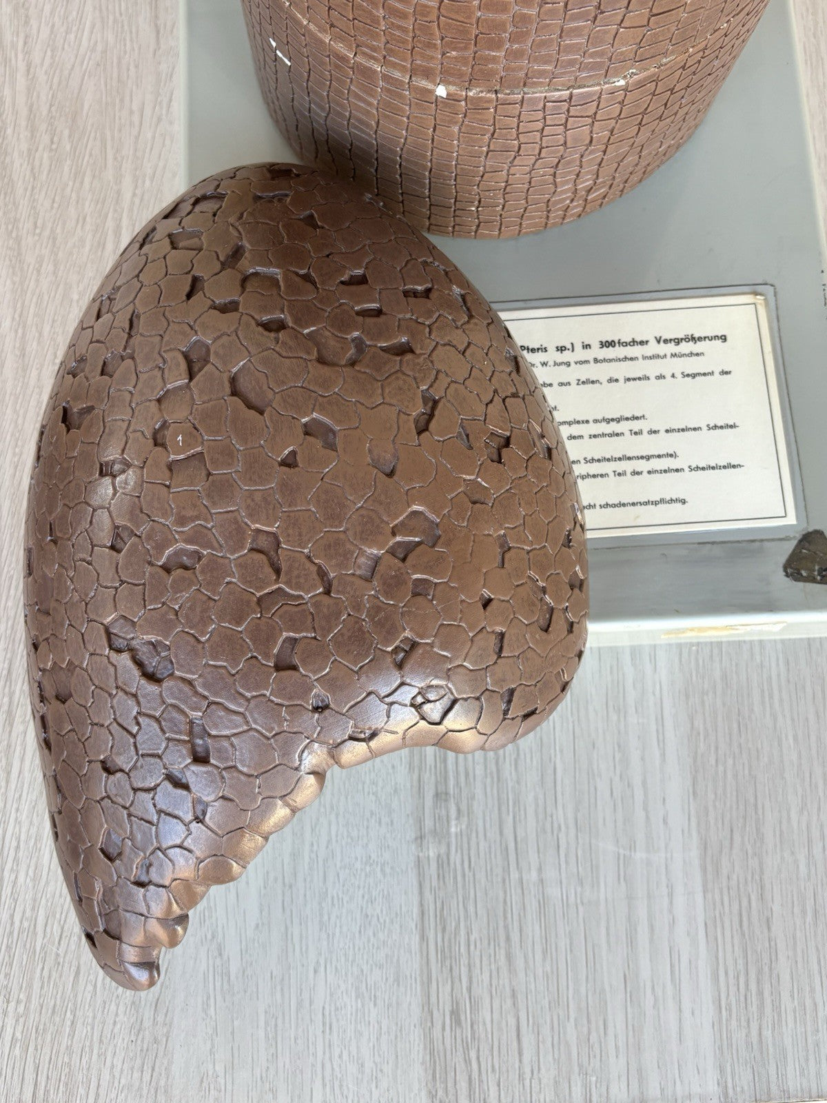 Modello Didattico/ Botanico, Somso Made In Germany