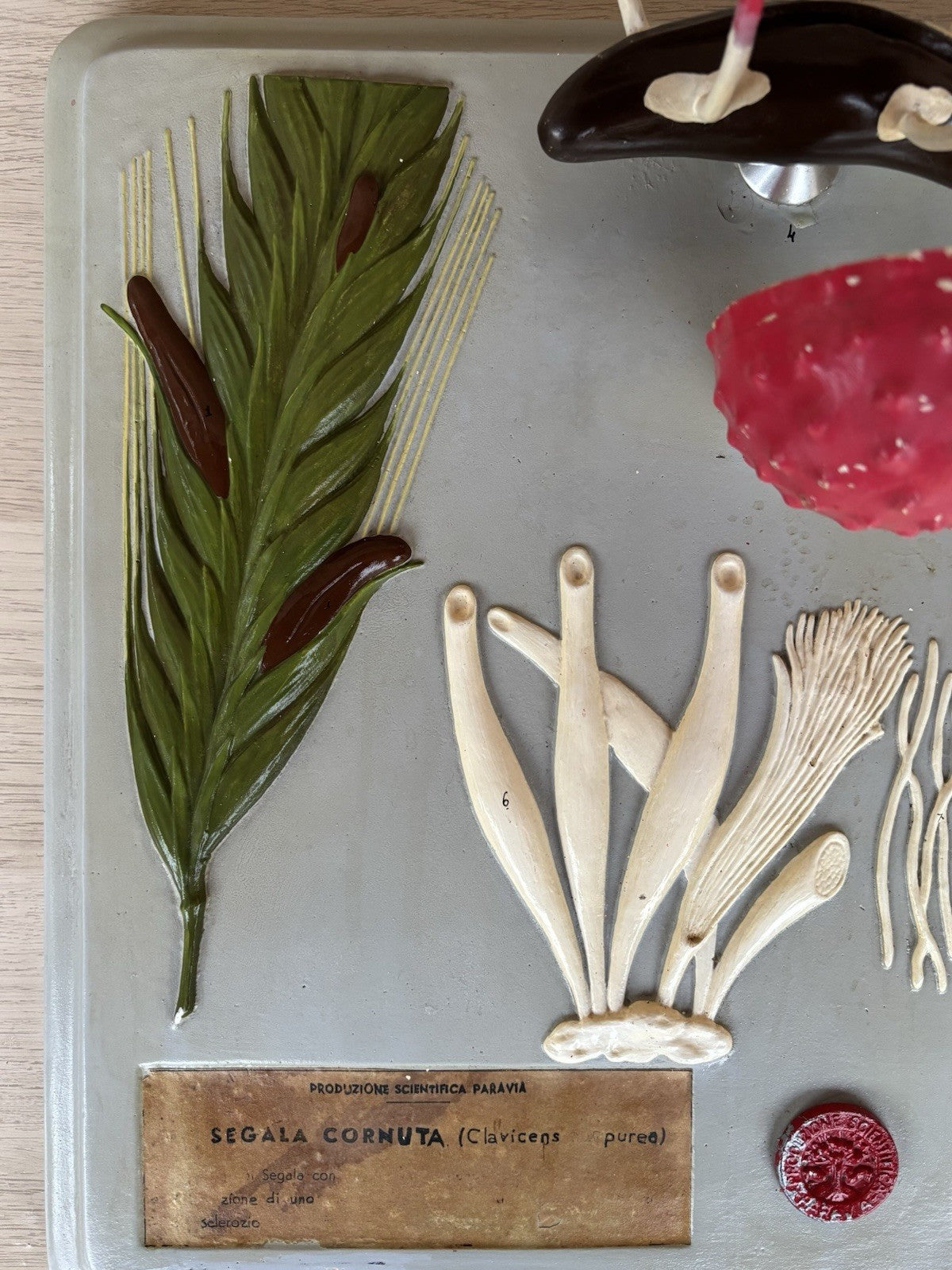 Modello Didattico Vintage, Botanico E Scientifico Paravia