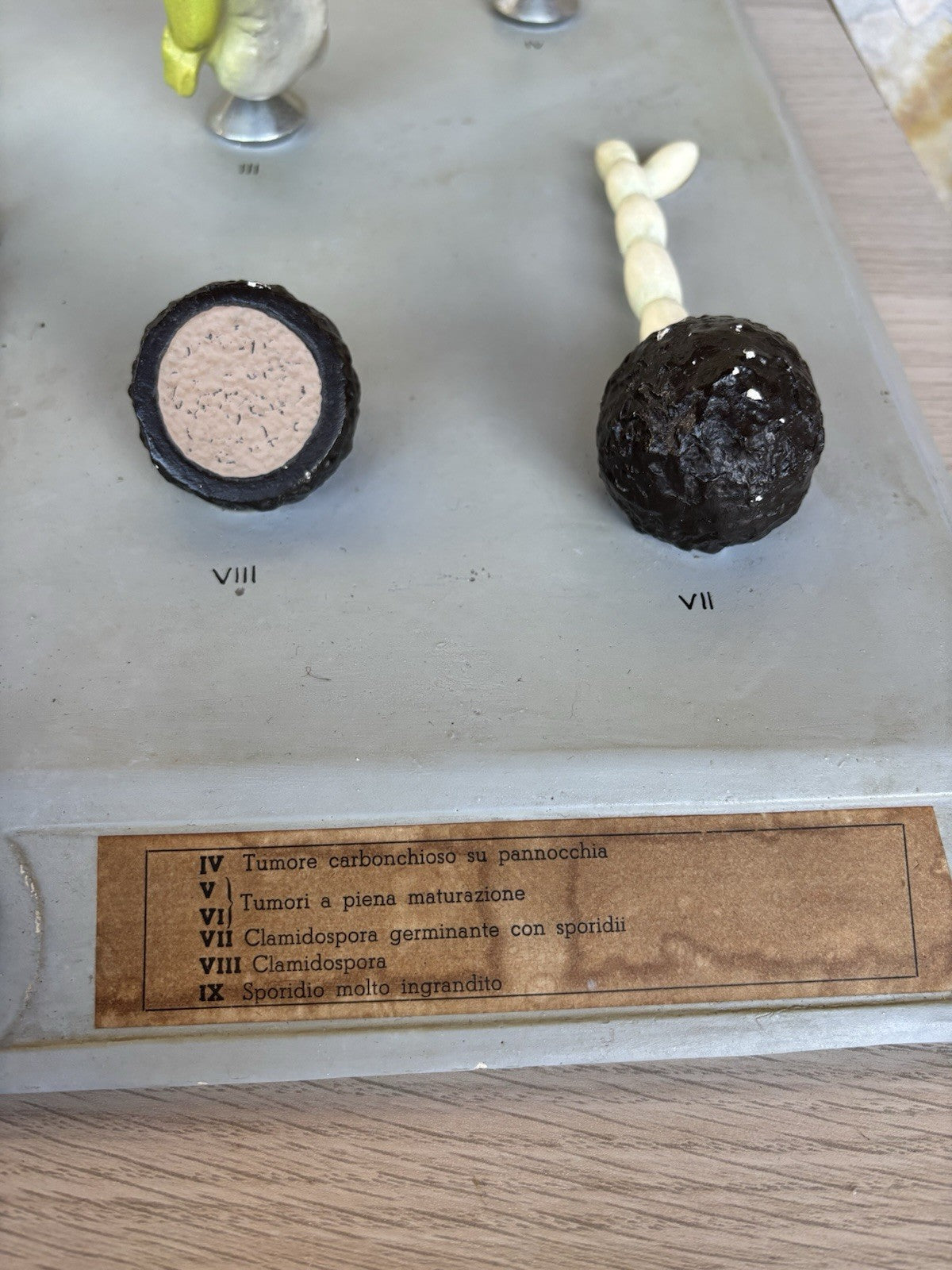 Modello Didattico, Scientifico E Botanico Paravia Vintage