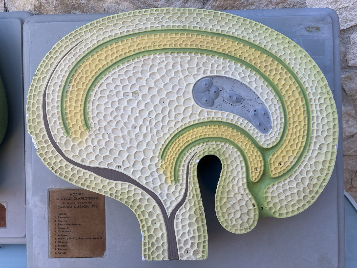 Coppia Di Modelli Dadattici Paravia - Botanico E Pianta Erbacea