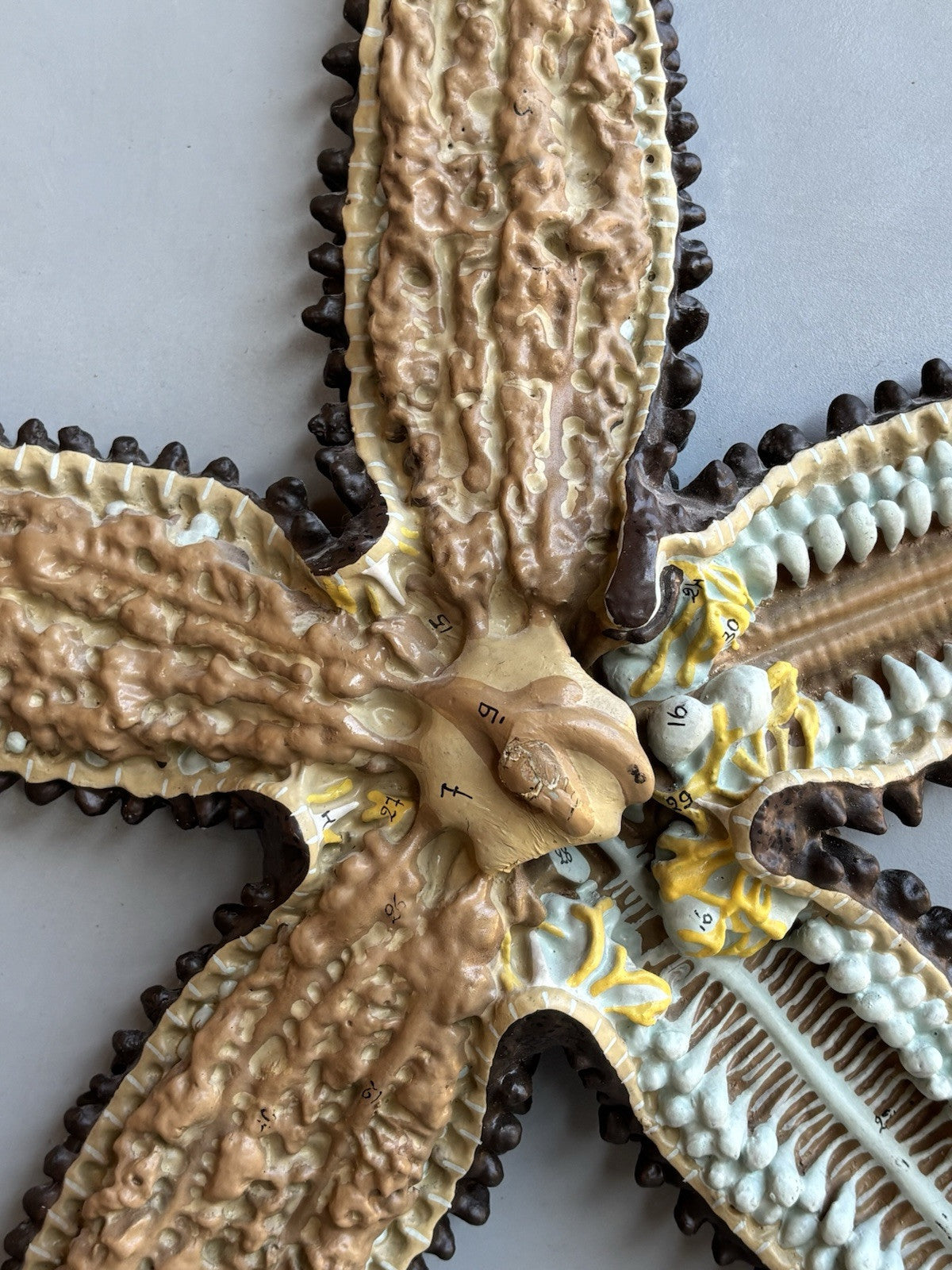 Stella Marina- Produzione Scientifica Paravia, Modello Didattico Vintage