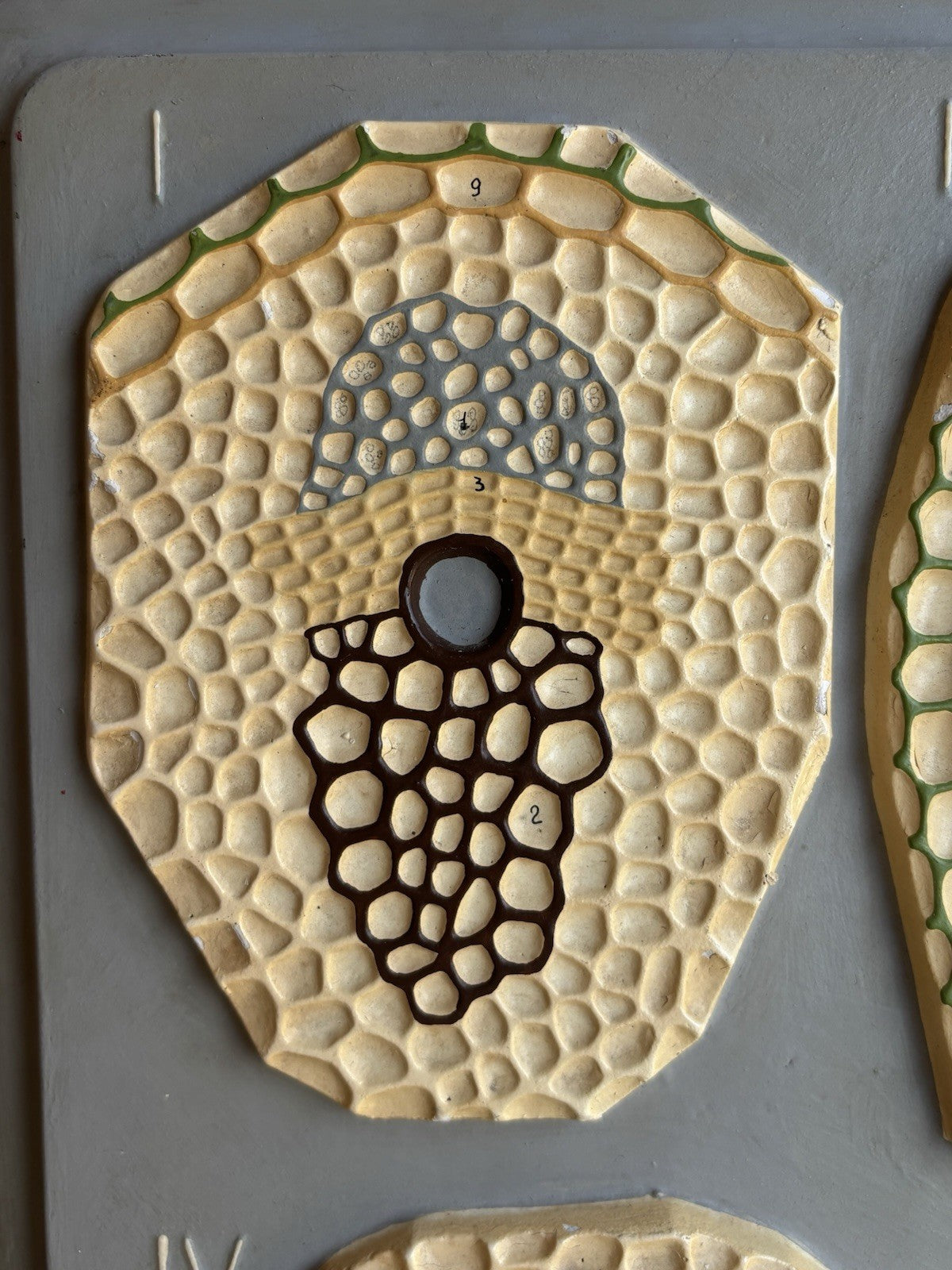 Modello Didattico, Scientifico E Botanico Paravia Vintage