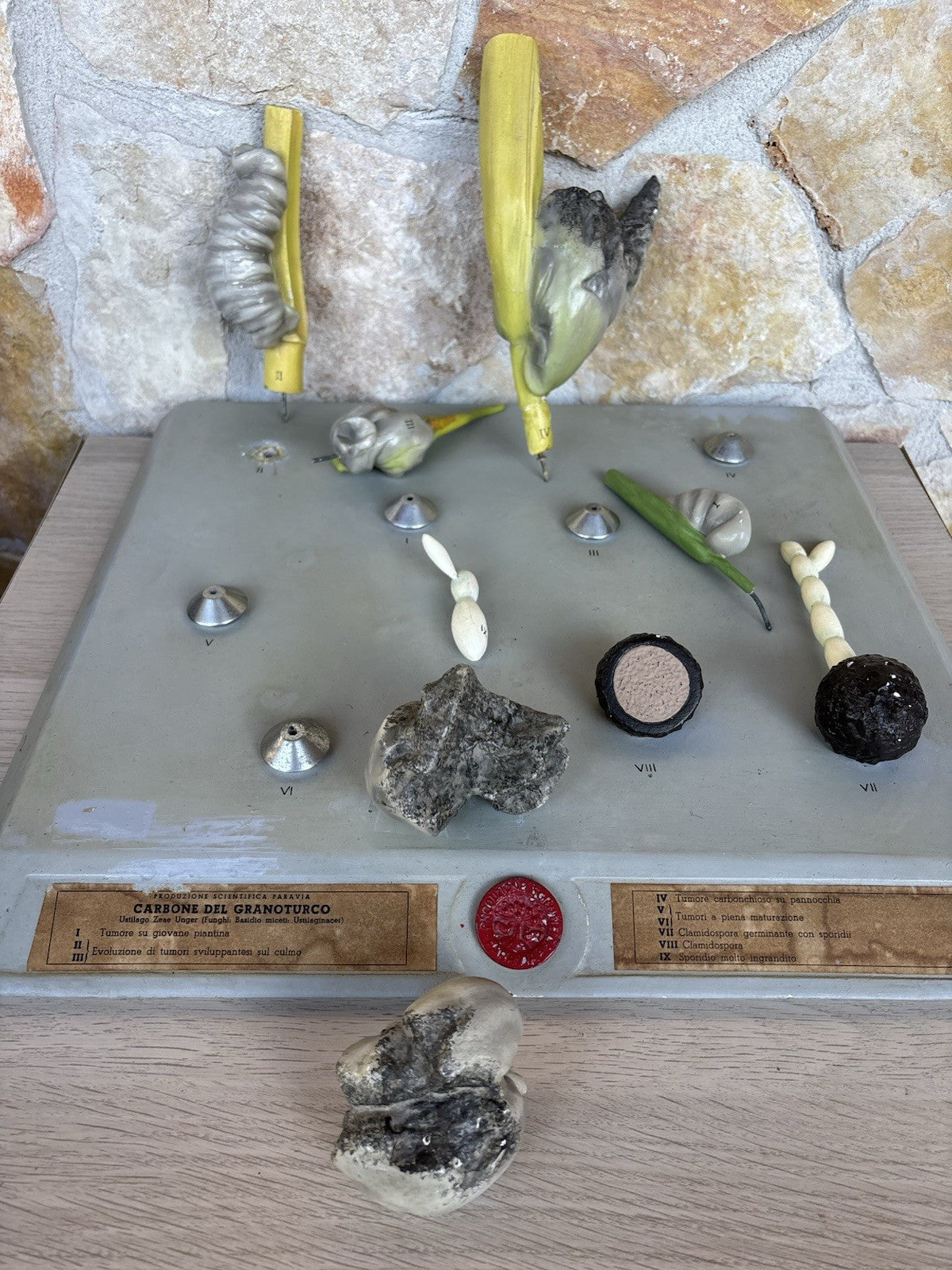 Modello Didattico, Scientifico E Botanico Paravia Vintage