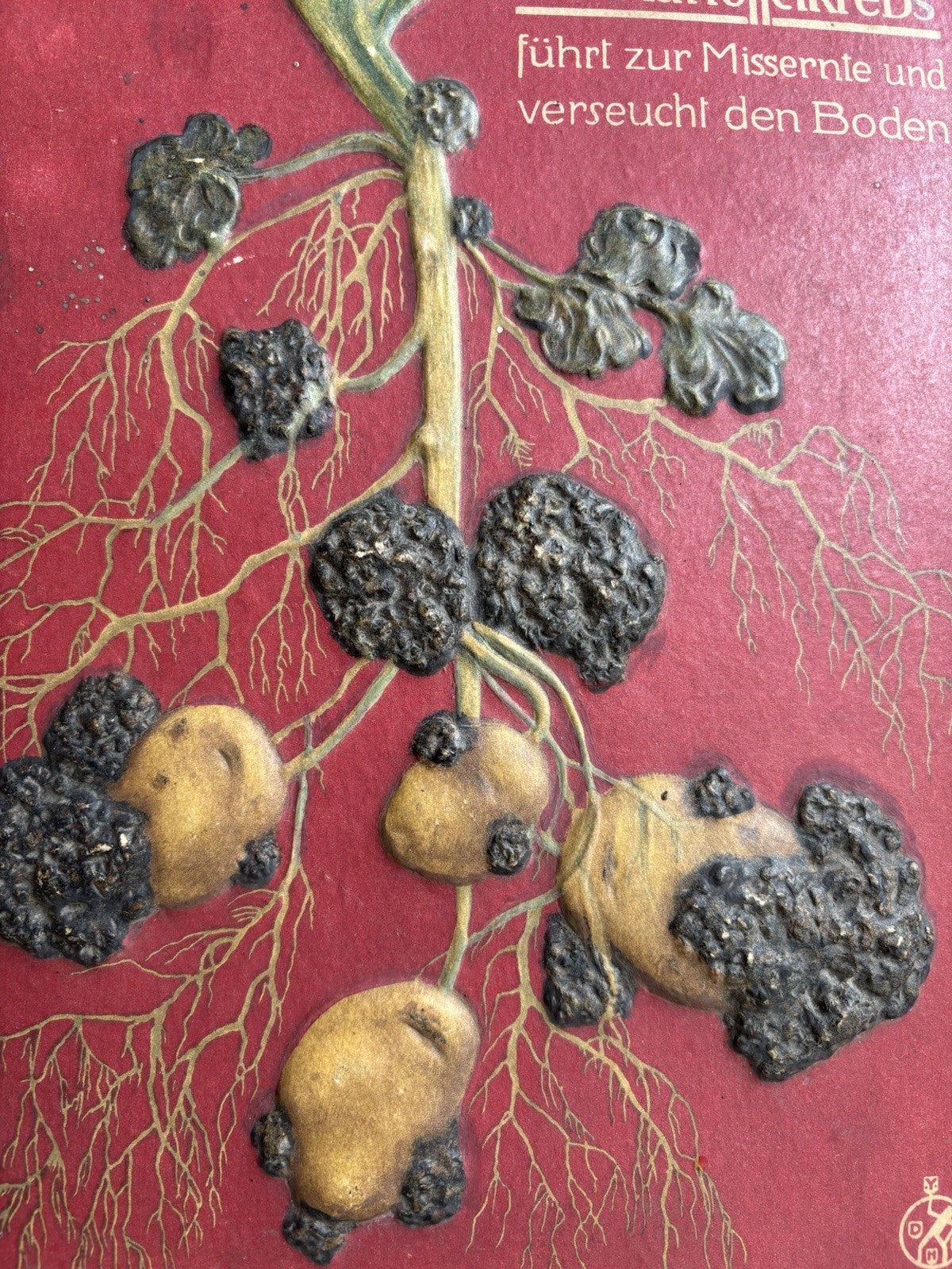Pannello Modello Didattico Vintage -Malattia Della Patata, rogna verrucosa-