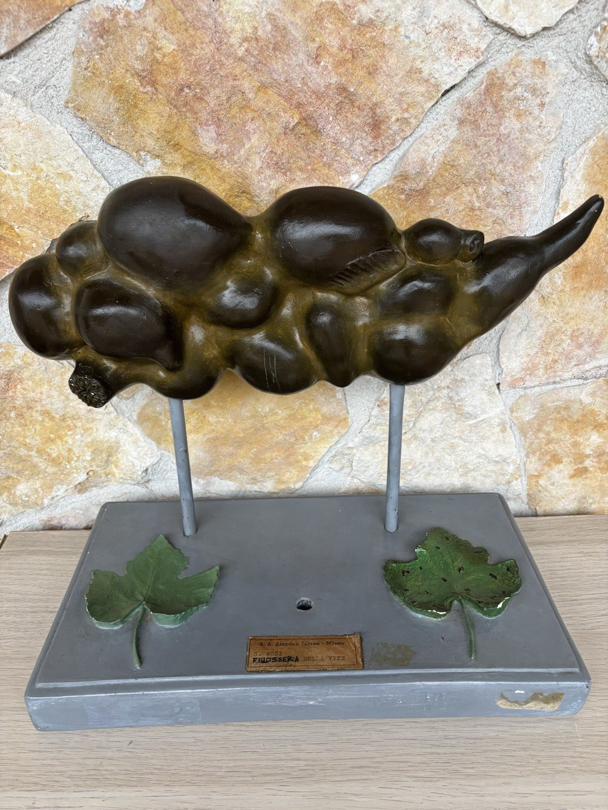 Modello Didattico Vintage