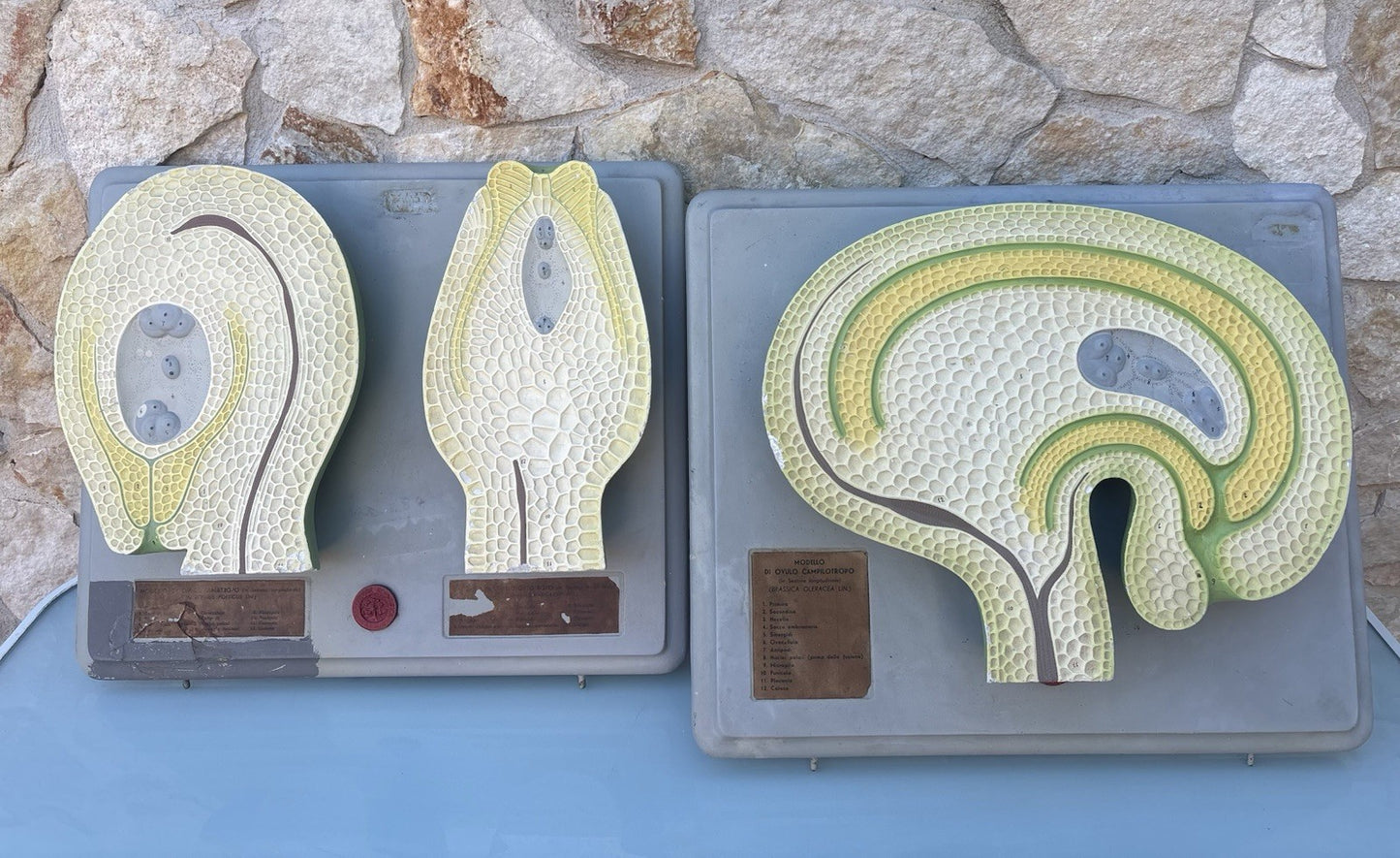 Coppia Di Modelli Dadattici Paravia - Botanico E Pianta Erbacea