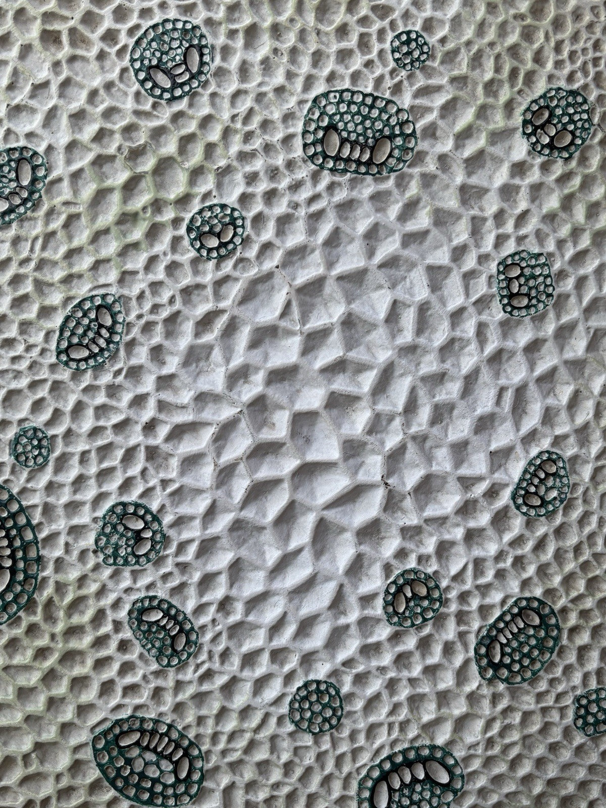 Modello Didattico/Botanico Vintage, Amedeo Fumeo Milano-