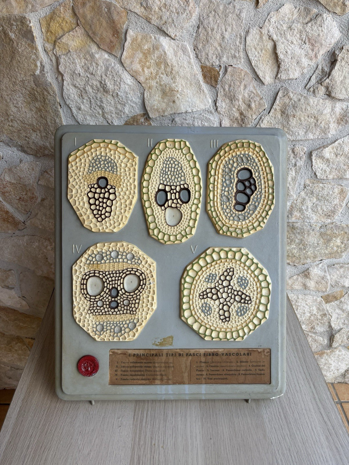 Modello Didattico, Scientifico E Botanico Paravia Vintage