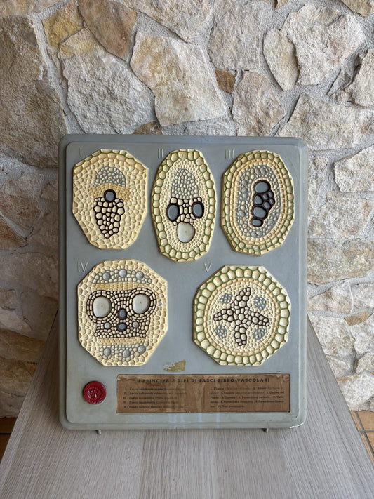 Modello Didattico, Scientifico E Botanico Paravia Vintage