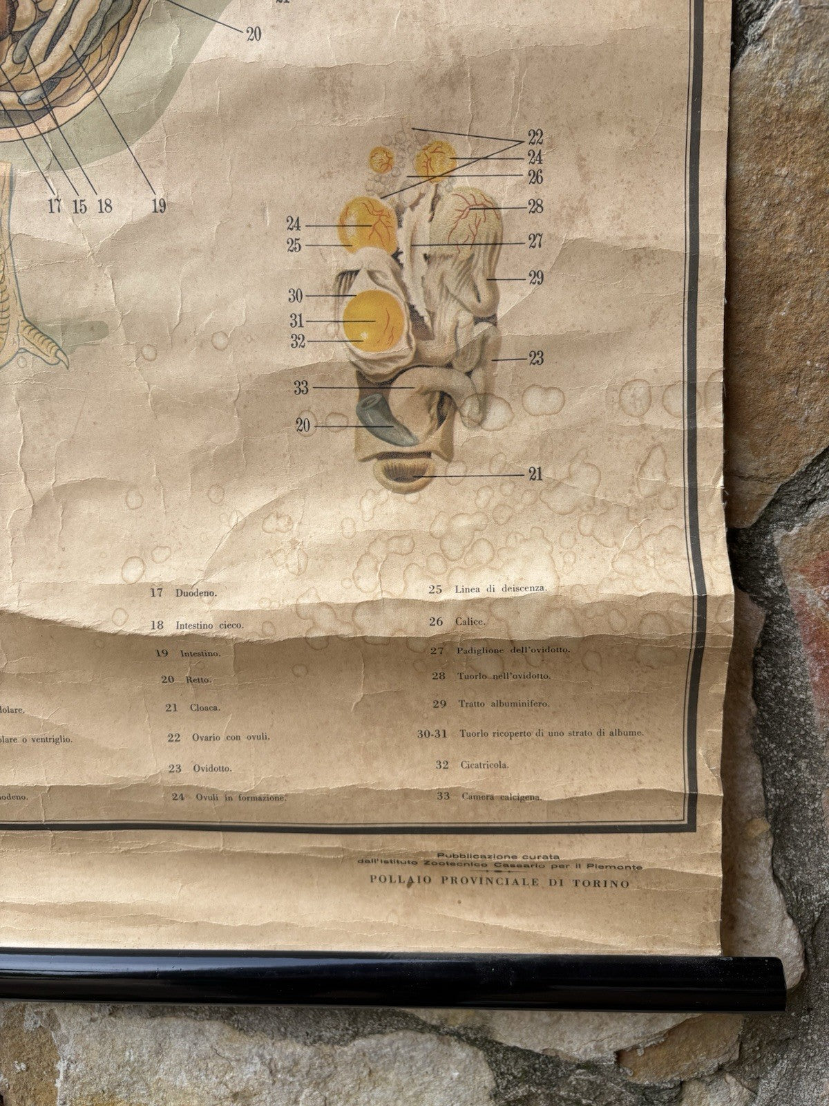 Tavola Parietale Vintage Paravia, Anatomia Gallina