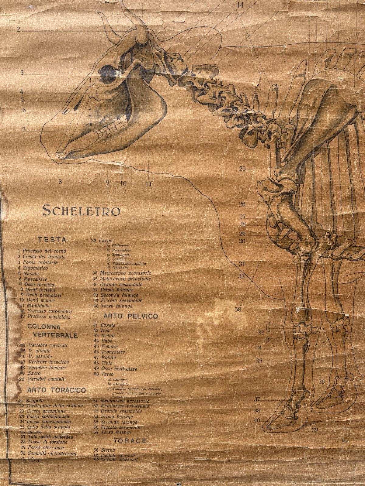 Tavola Parietale Vintage Paravia, La Vacca