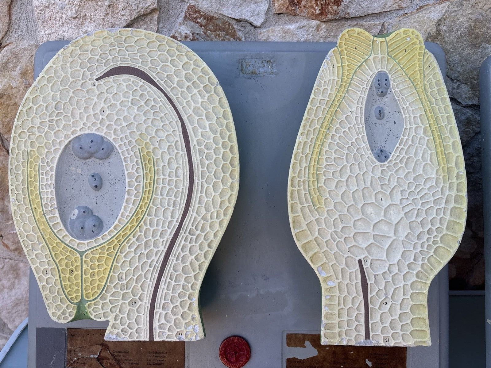 Coppia Di Modelli Dadattici Paravia - Botanico E Pianta Erbacea