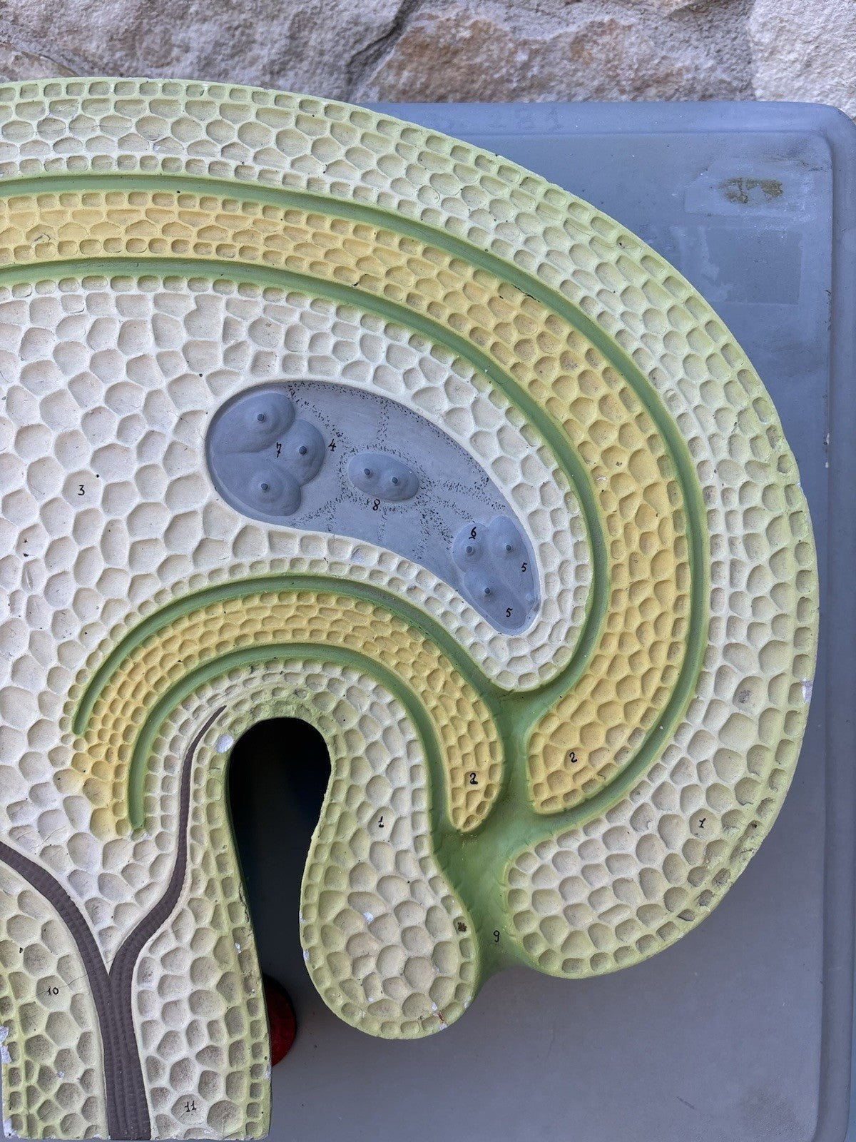 Coppia Di Modelli Dadattici Paravia - Botanico E Pianta Erbacea