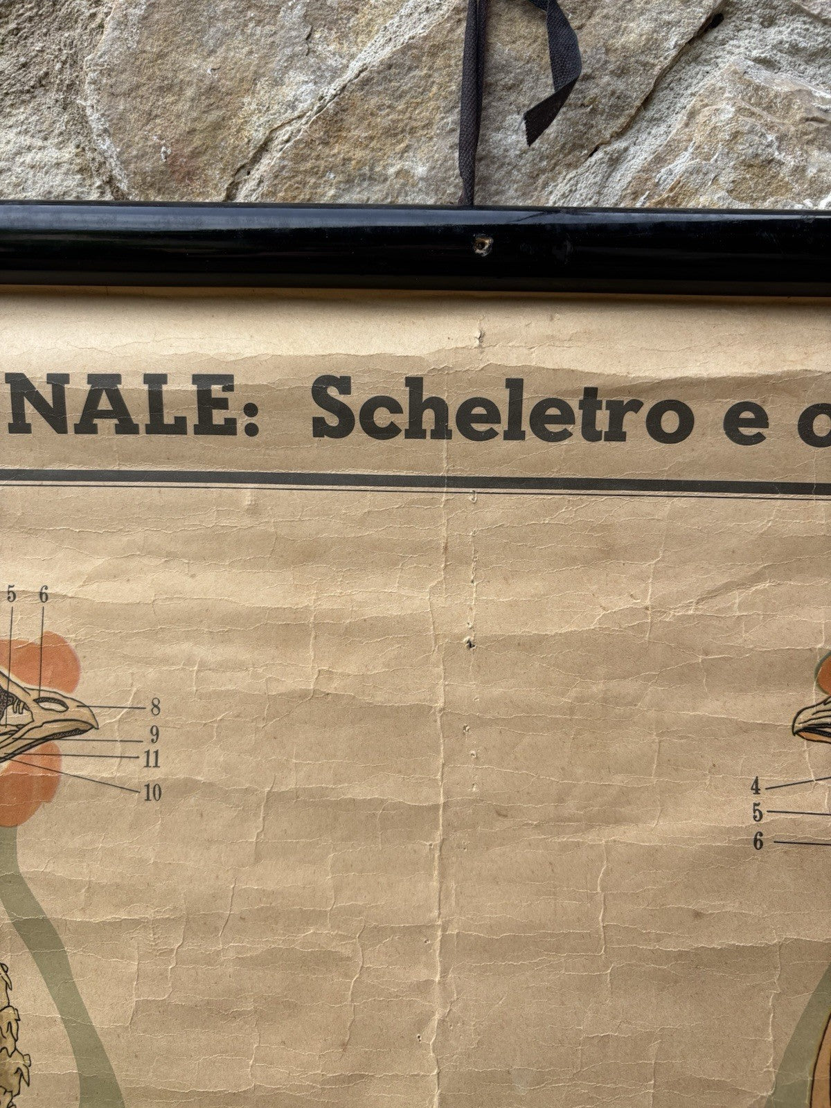 Tavola Parietale Vintage Paravia, Anatomia Gallina