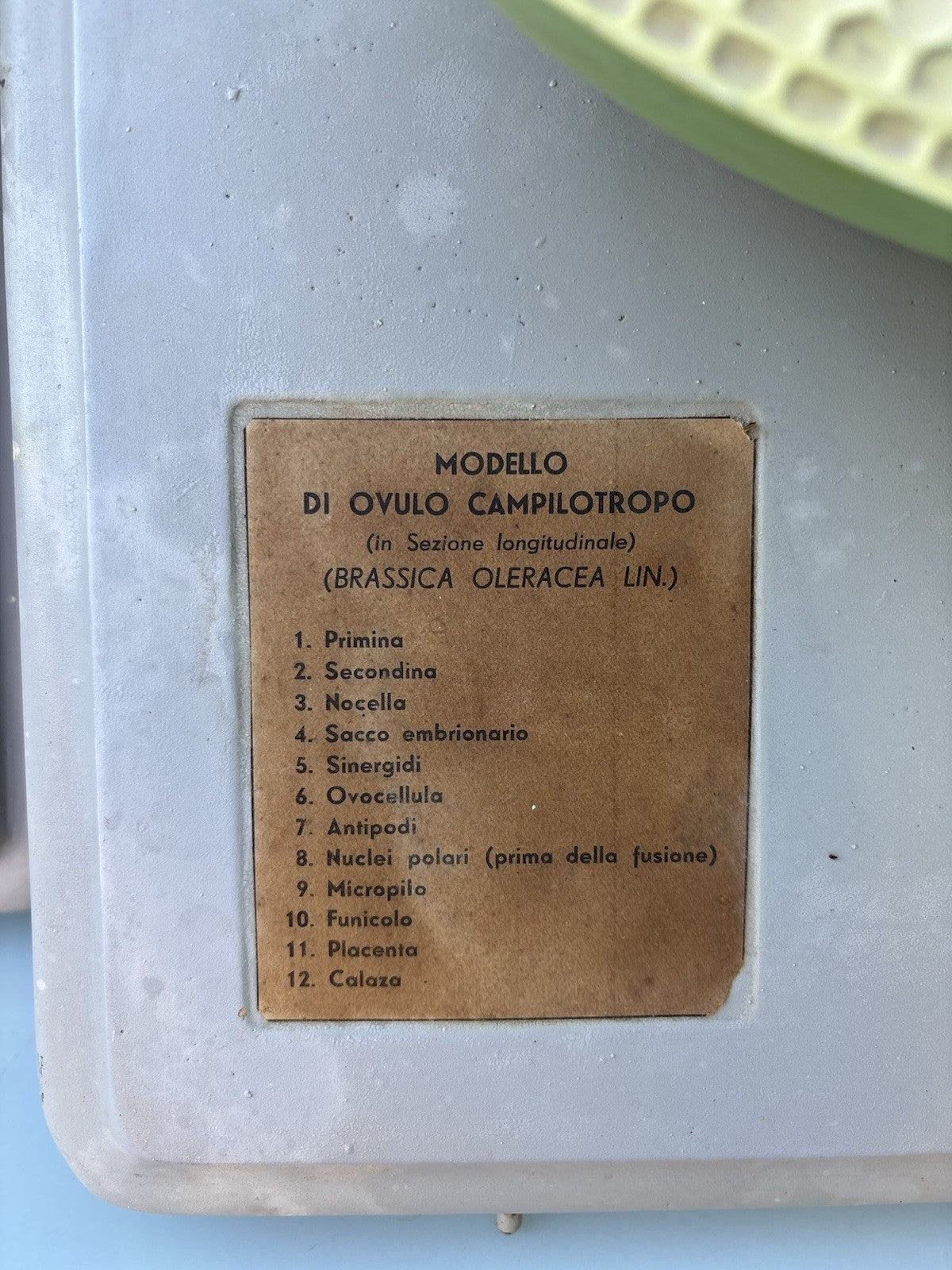 Coppia Di Modelli Dadattici Paravia - Botanico E Pianta Erbacea