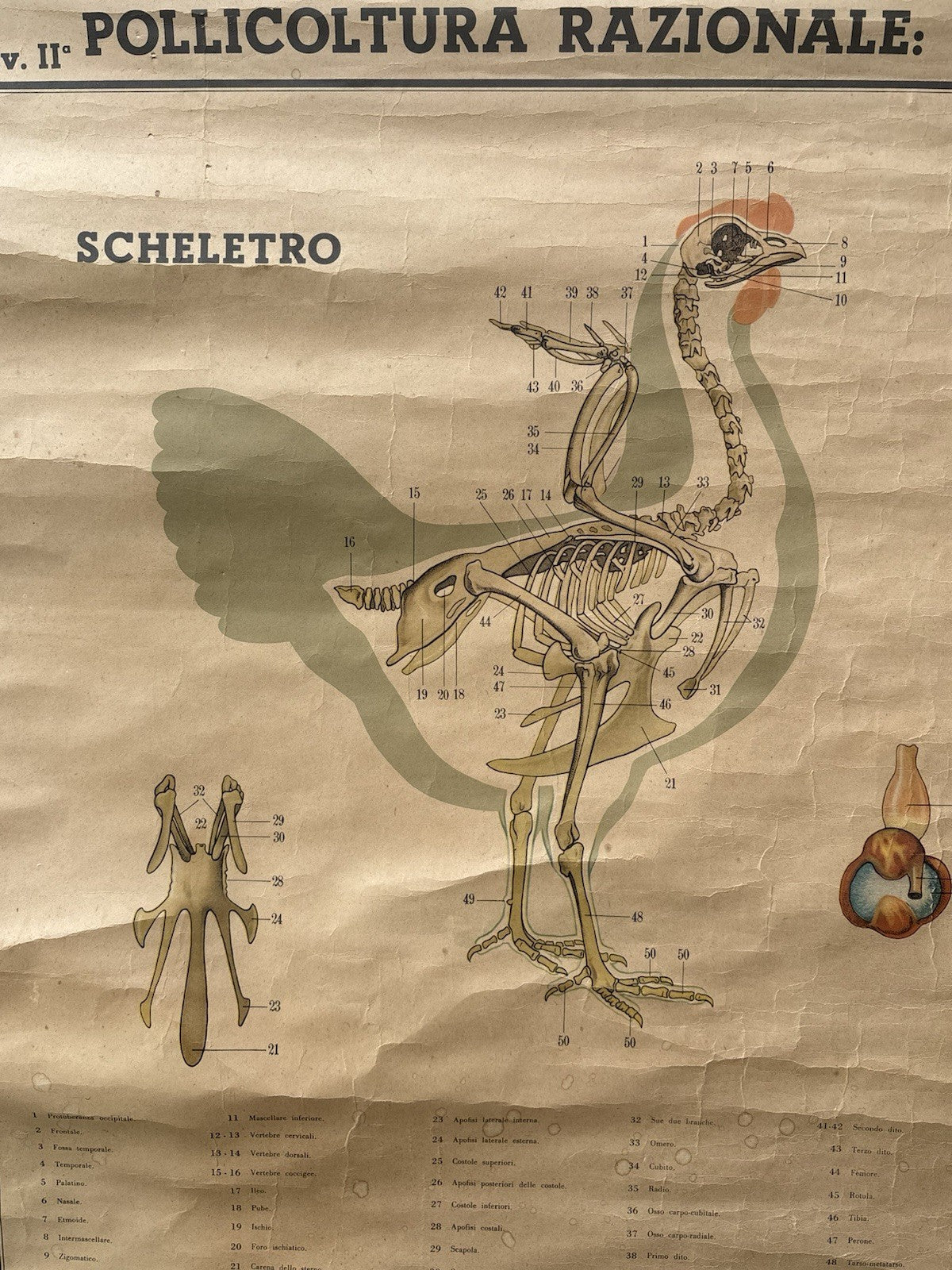 Tavola Parietale Vintage Paravia, Anatomia Gallina