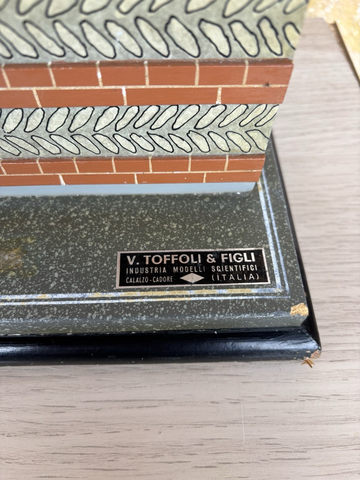 Modello Didattico E Scientifico Vintage Anni ‘50- Toffoli E Figli