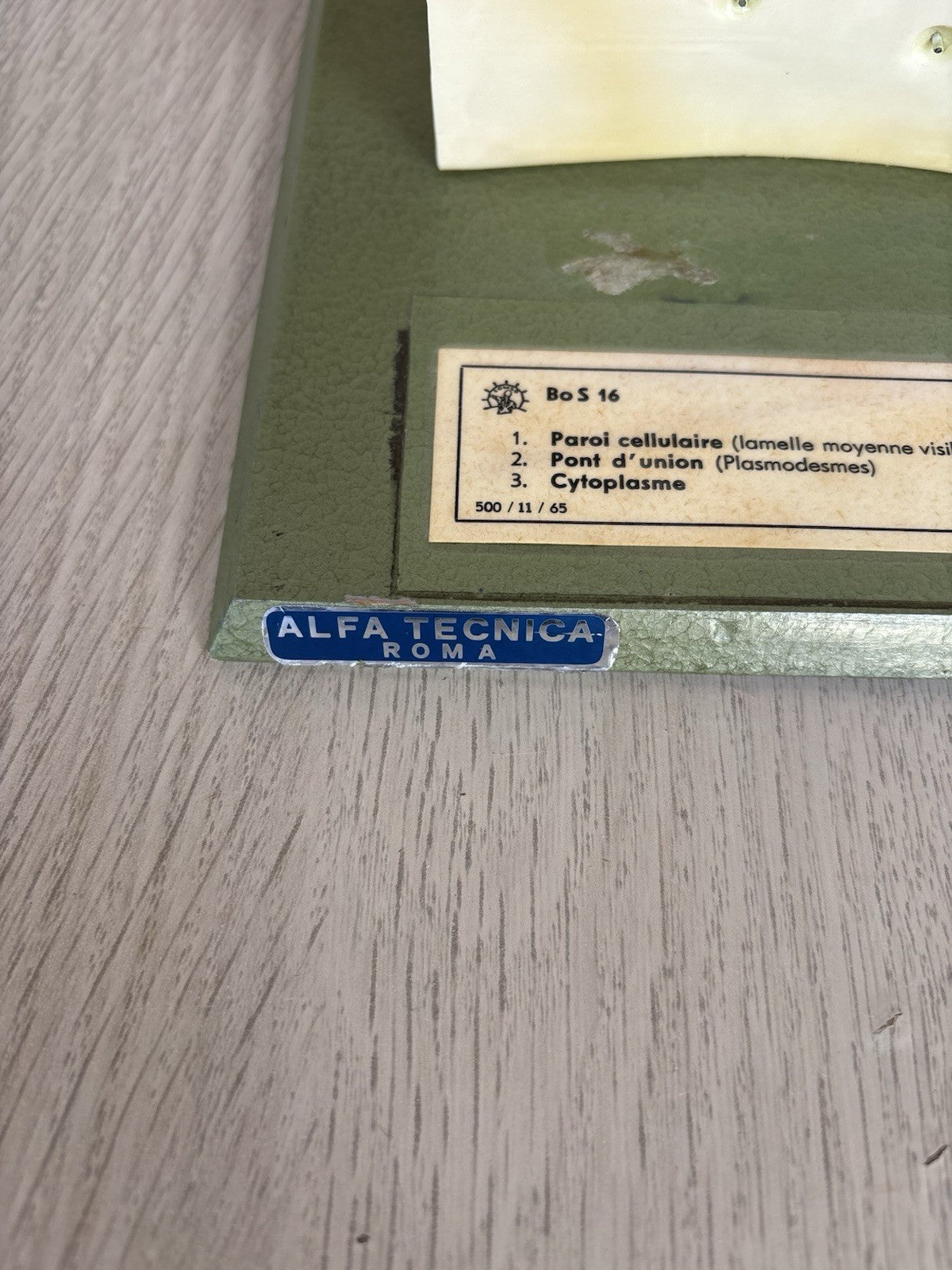 Modello Didattico Scientifico Somso Made In Germany -Cellule Vegetali-