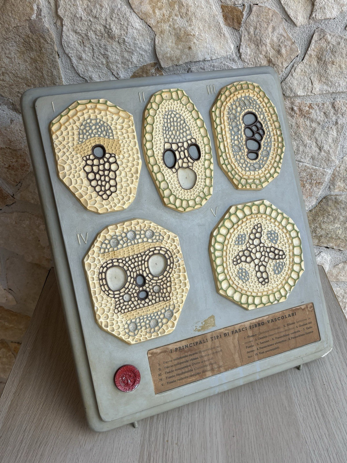 Modello Didattico, Scientifico E Botanico Paravia Vintage