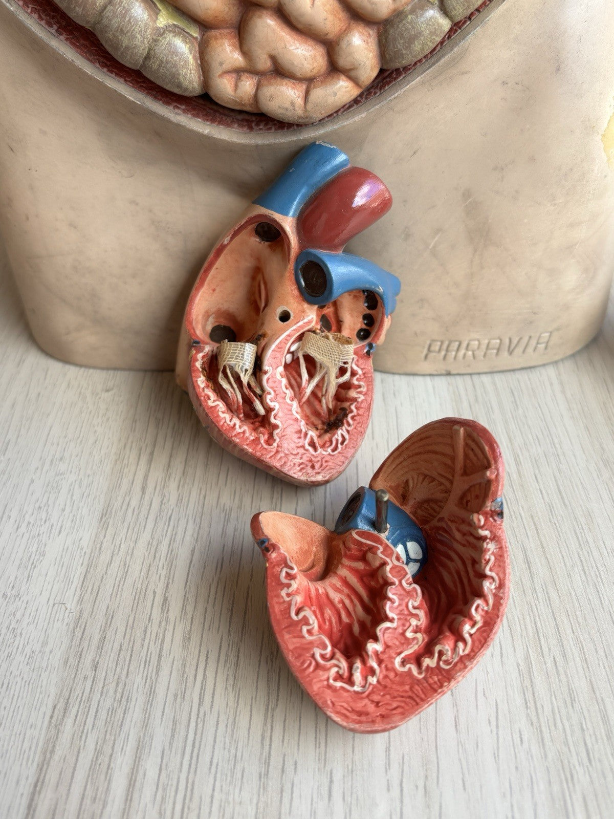 Modello Didattico Scientifico Busto Paravia