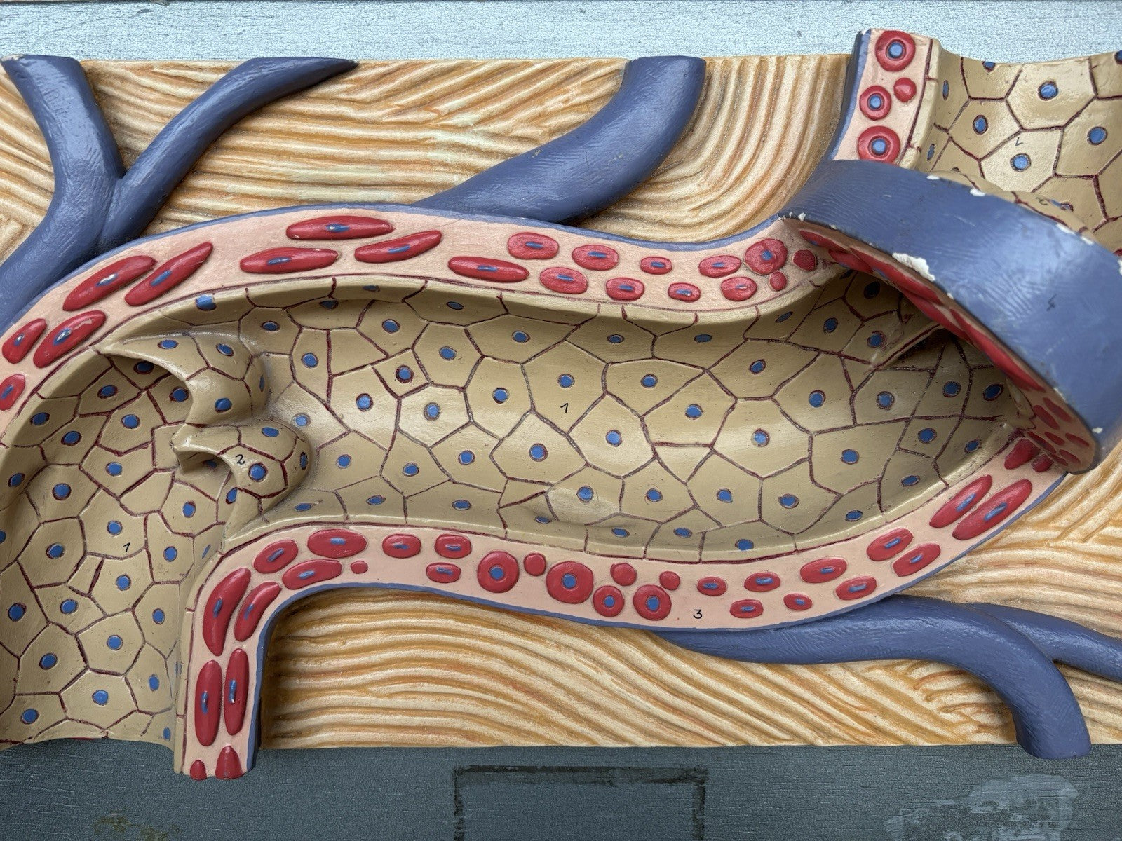 Modello Didattico Vintage - Arteria-