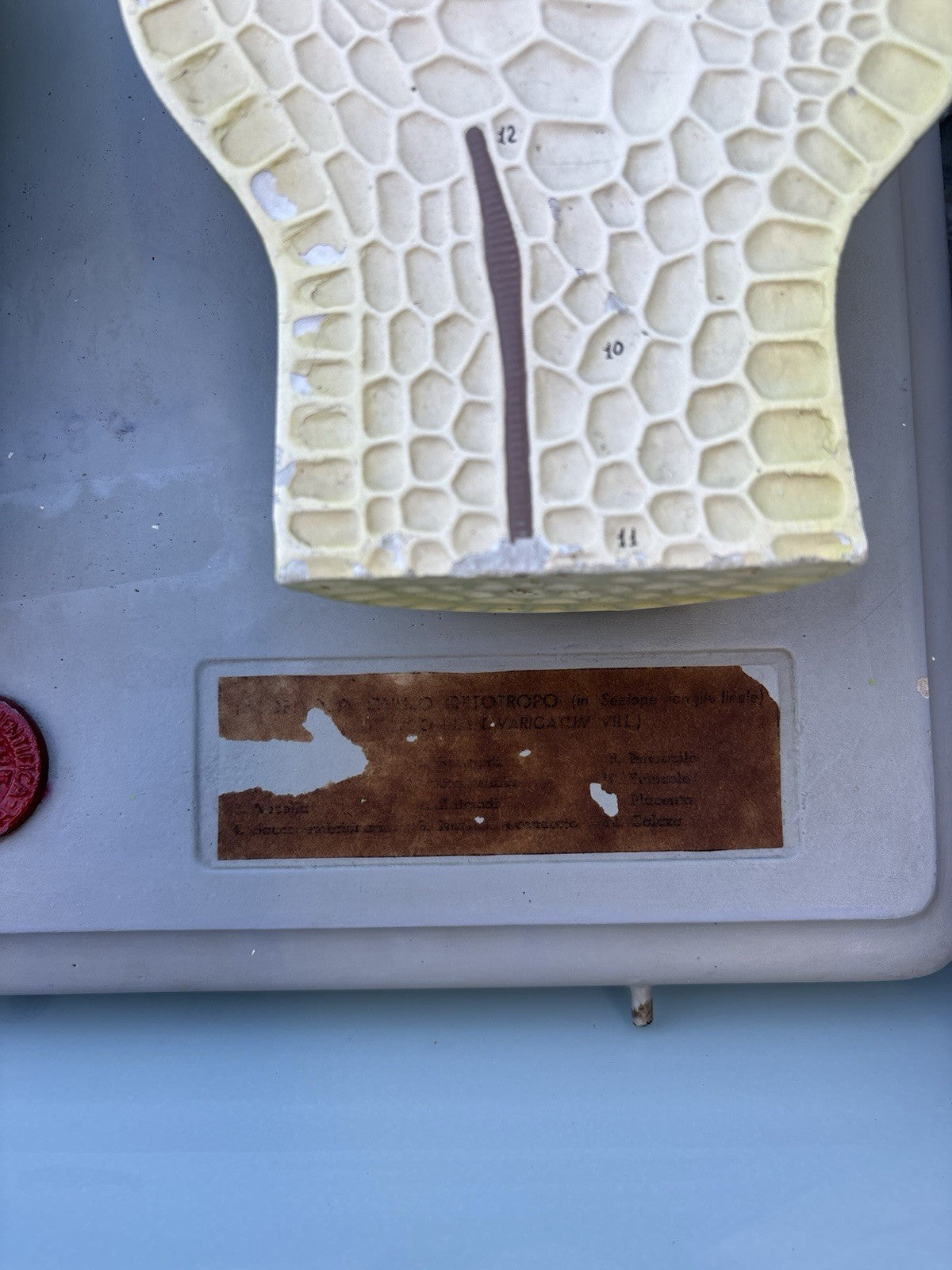 Coppia Di Modelli Dadattici Paravia - Botanico E Pianta Erbacea