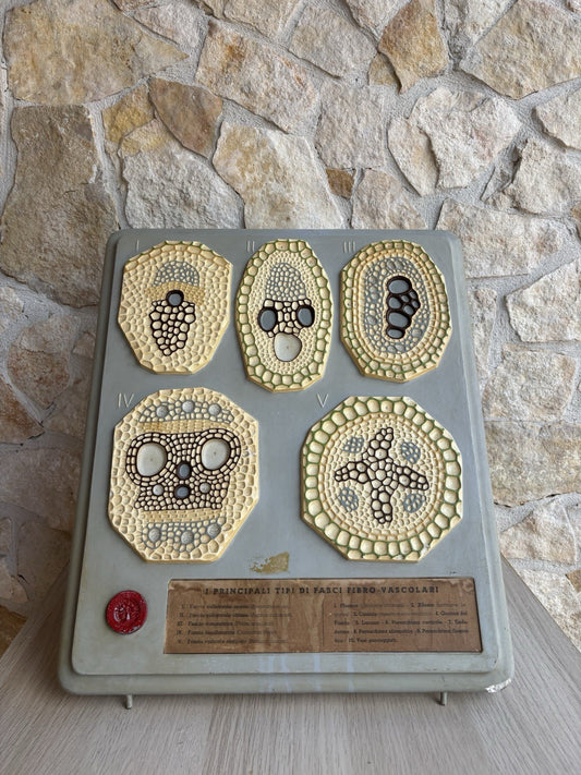 Modello Didattico, Scientifico E Botanico Paravia Vintage
