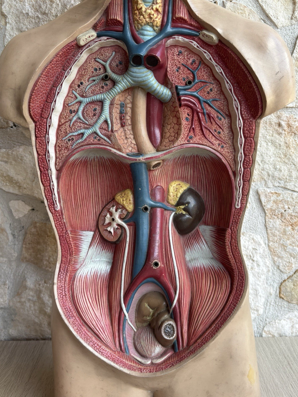 Modello Didattico Scientifico Busto Paravia