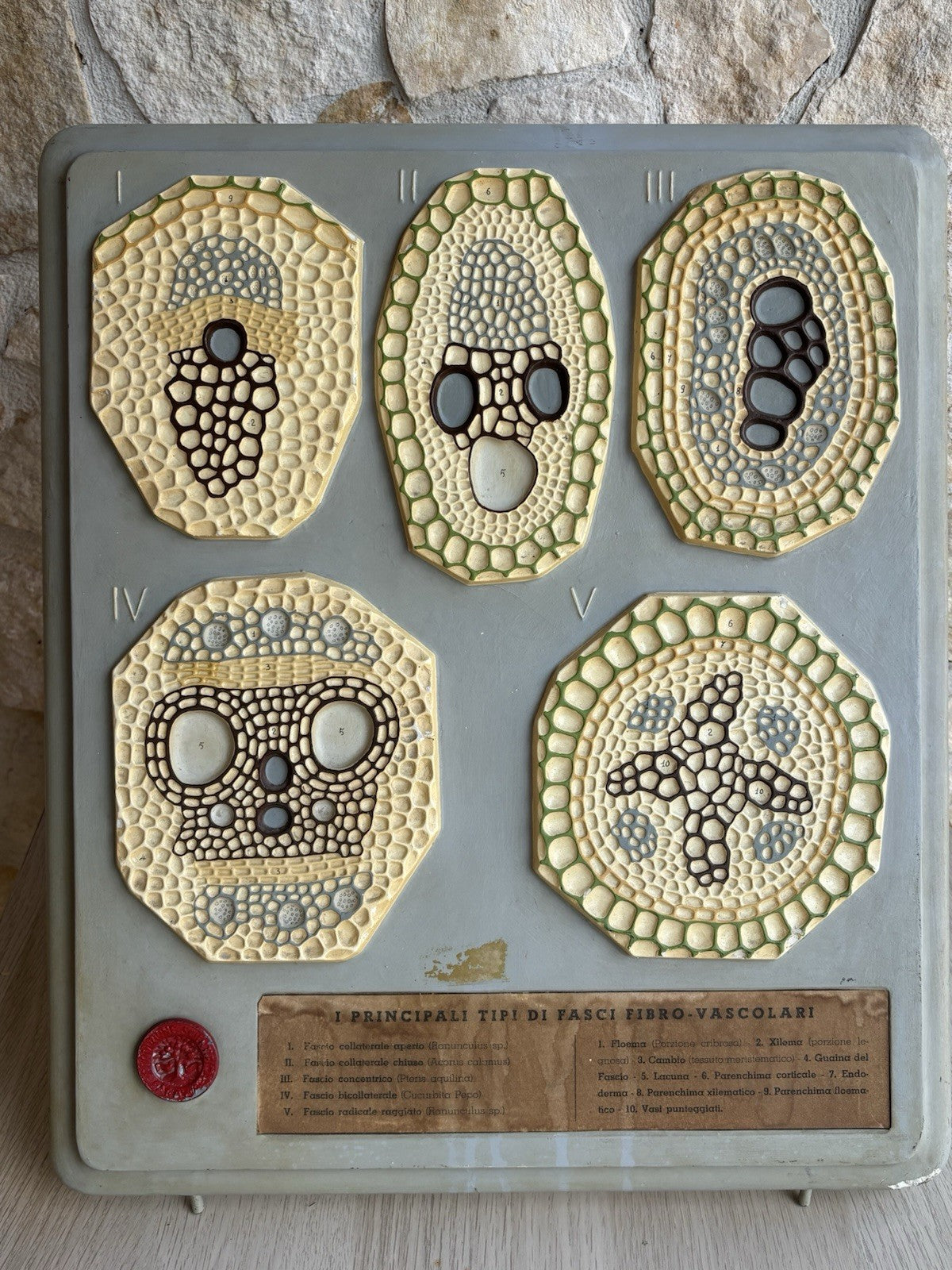 Modello Didattico, Scientifico E Botanico Paravia Vintage