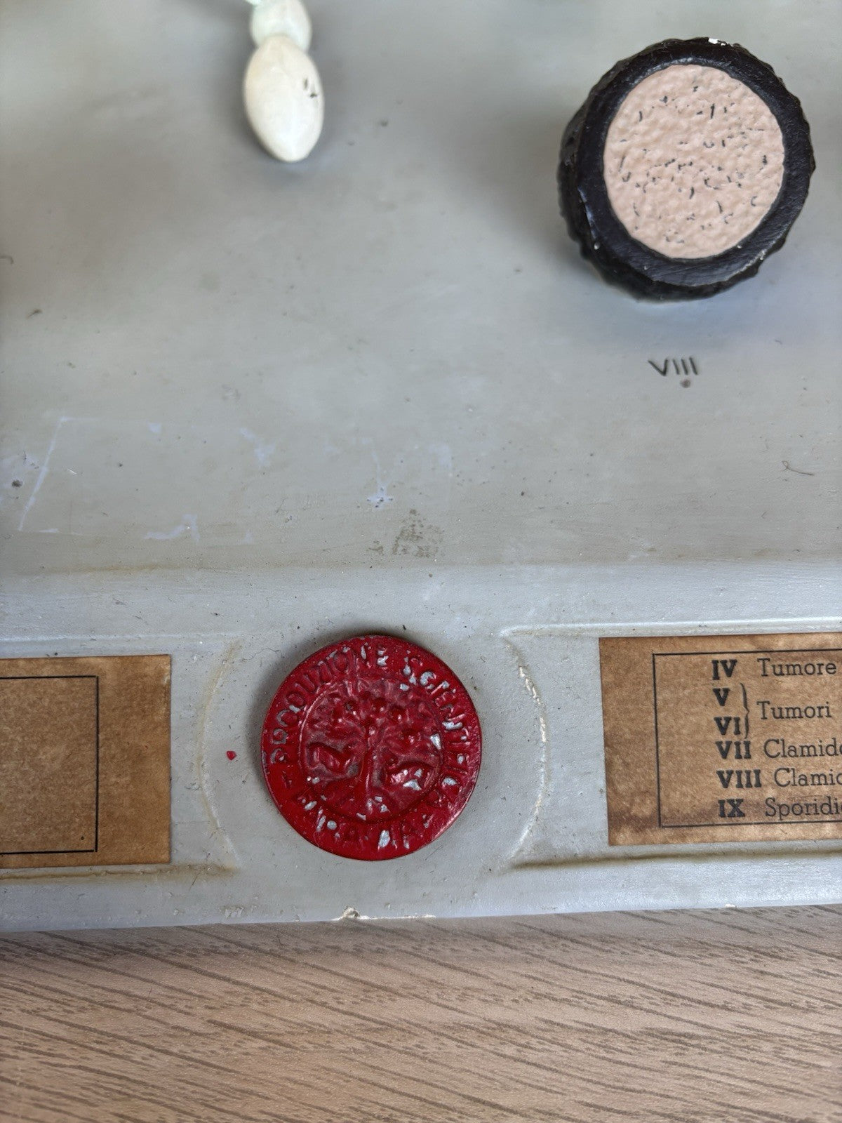 Modello Didattico, Scientifico E Botanico Paravia Vintage