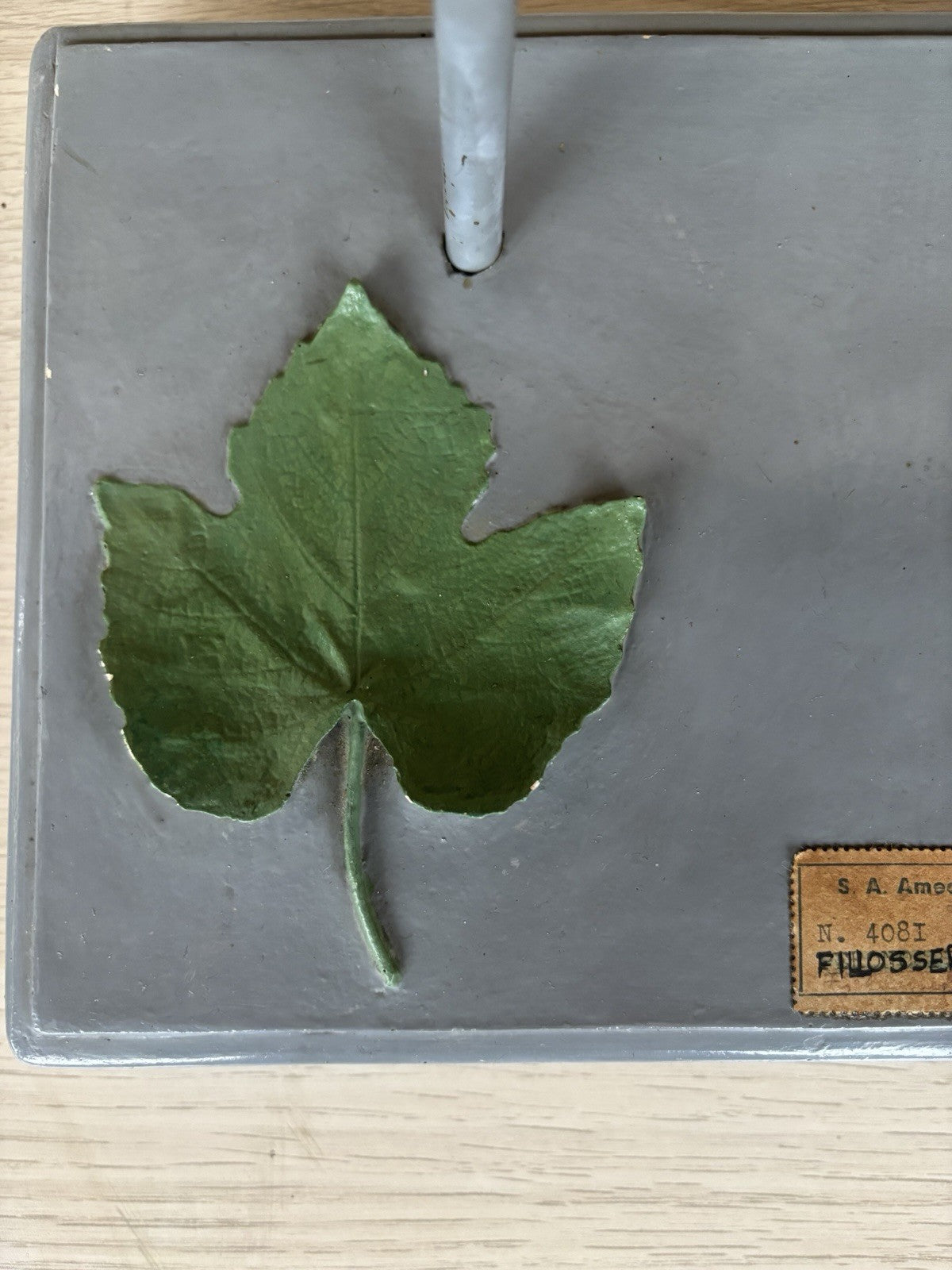 Modello Didattico Vintage