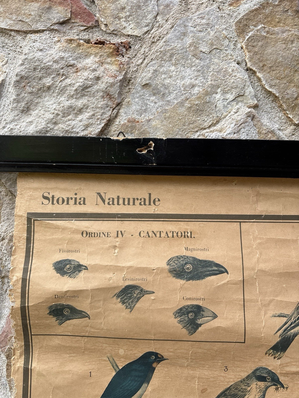 Tavola Parietale Vintage Paravia, Uccelli