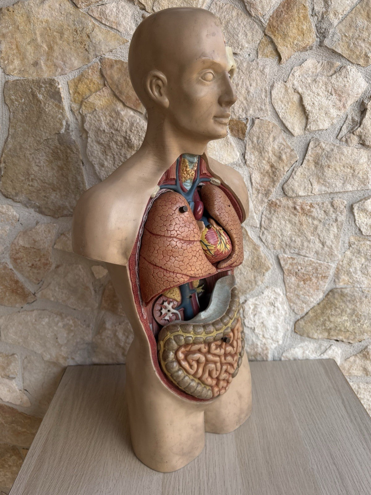 Modello Didattico Scientifico Busto Paravia