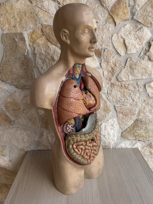 Modello Didattico Scientifico Busto Paravia