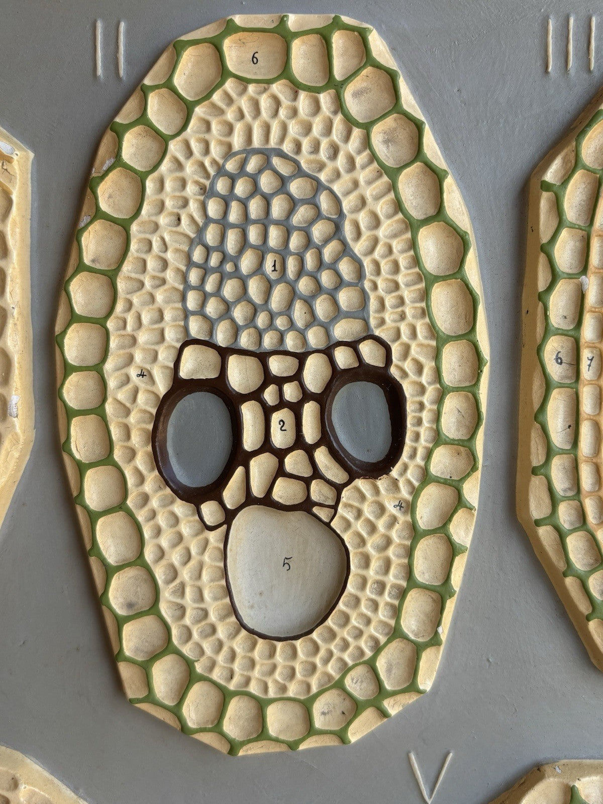 Modello Didattico, Scientifico E Botanico Paravia Vintage