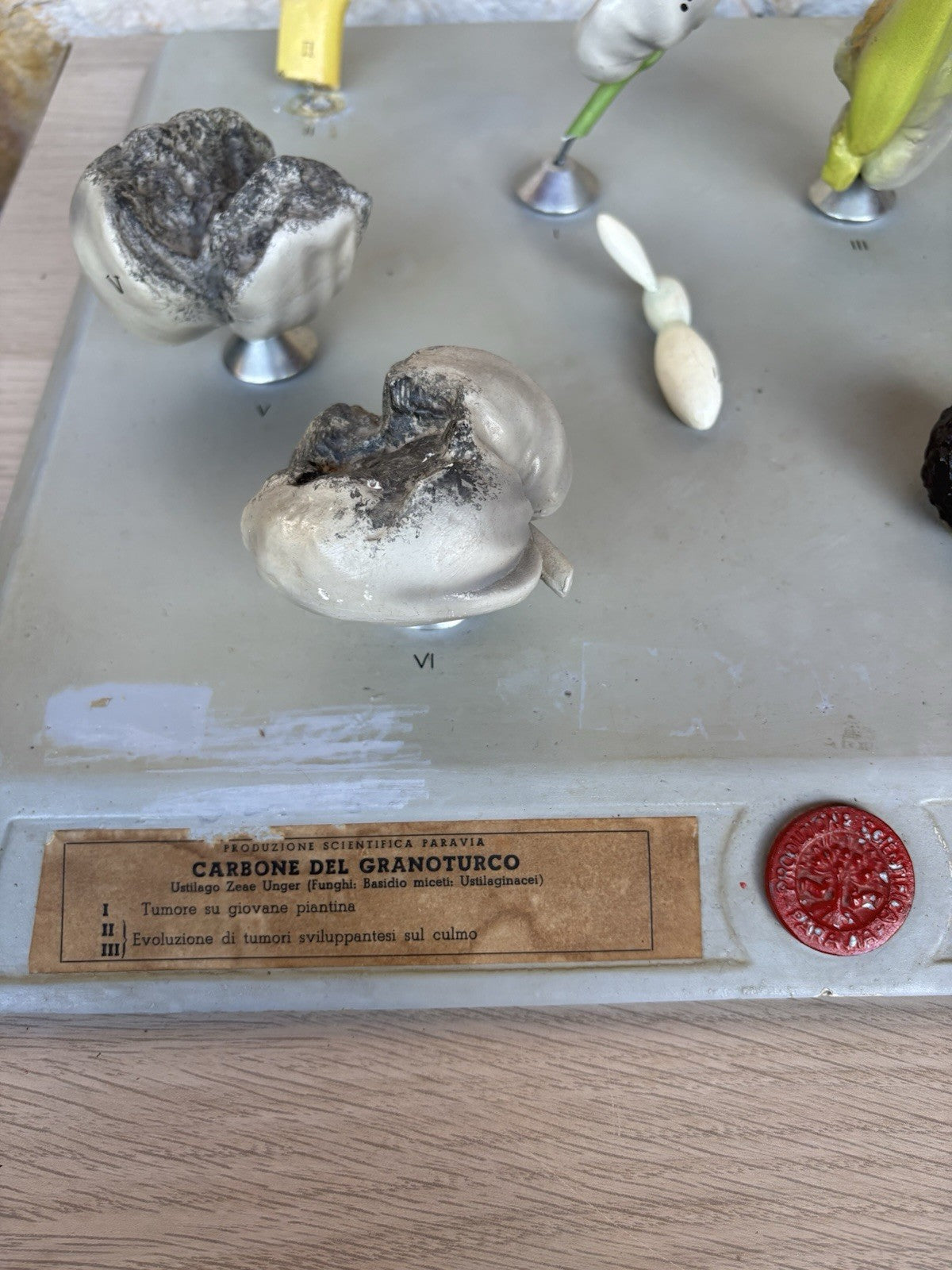 Modello Didattico, Scientifico E Botanico Paravia Vintage