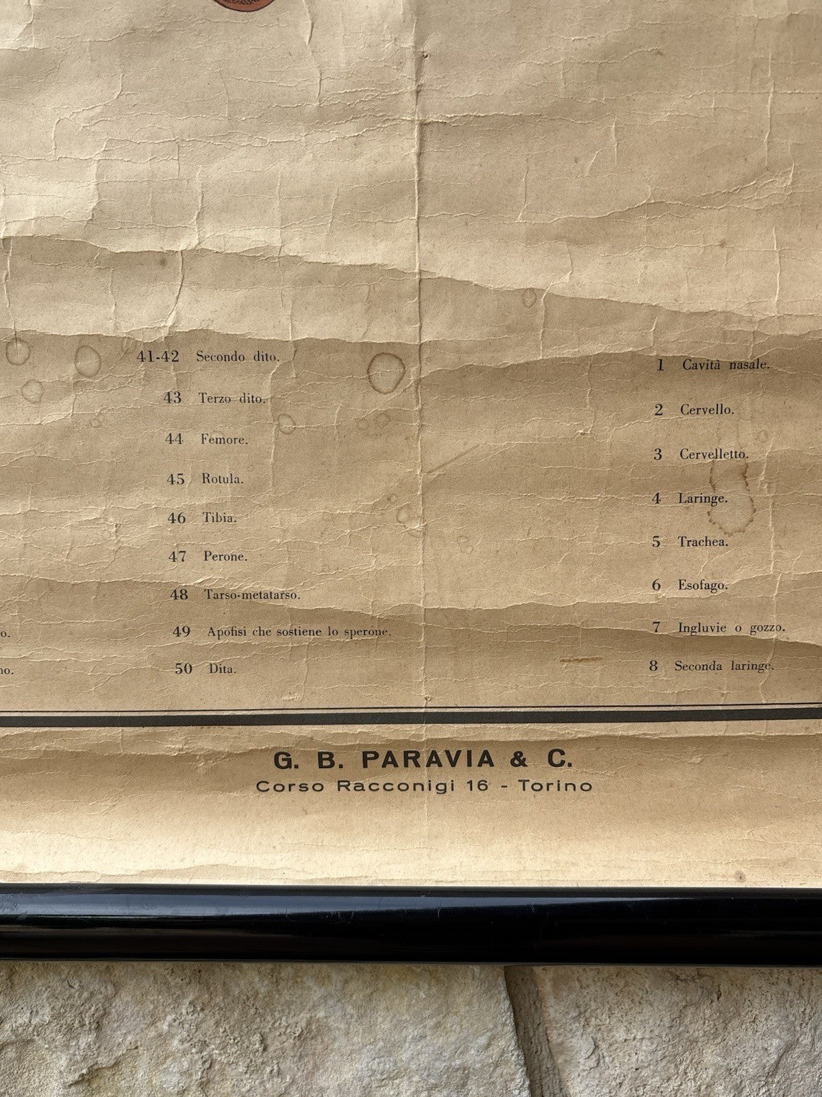 Tavola Parietale Vintage Paravia, Anatomia Gallina