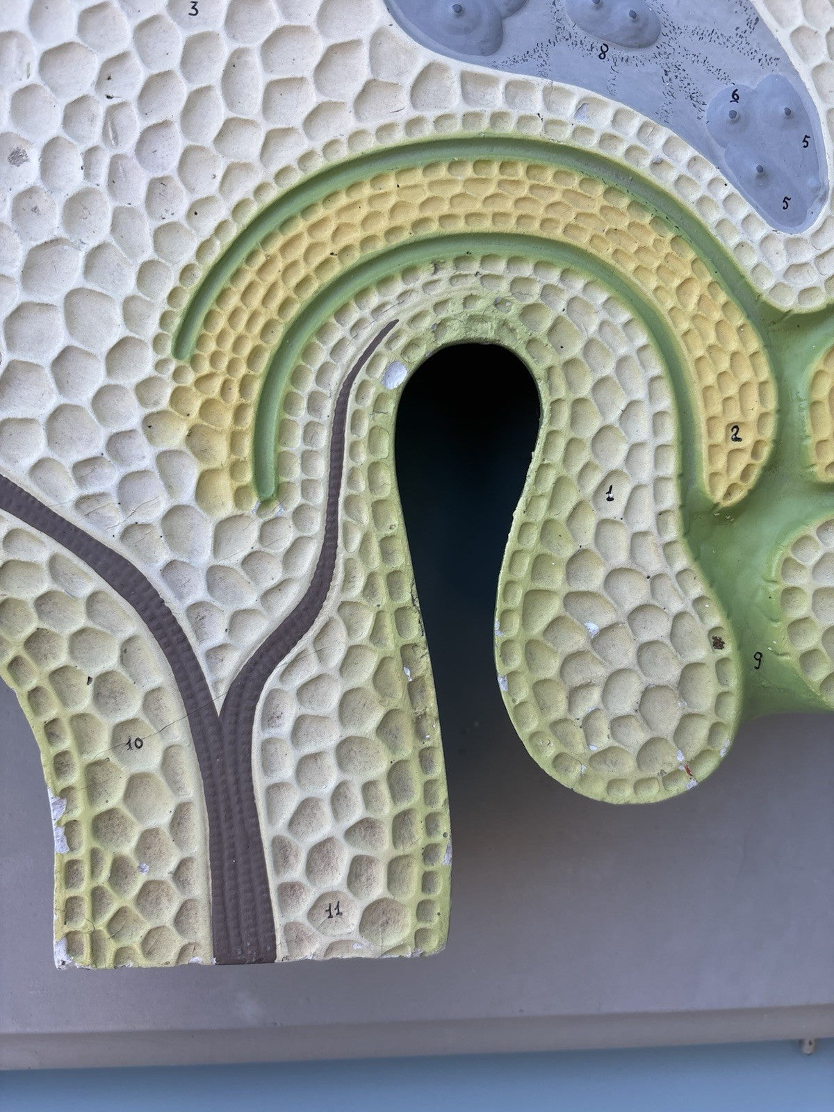 Coppia Di Modelli Dadattici Paravia - Botanico E Pianta Erbacea