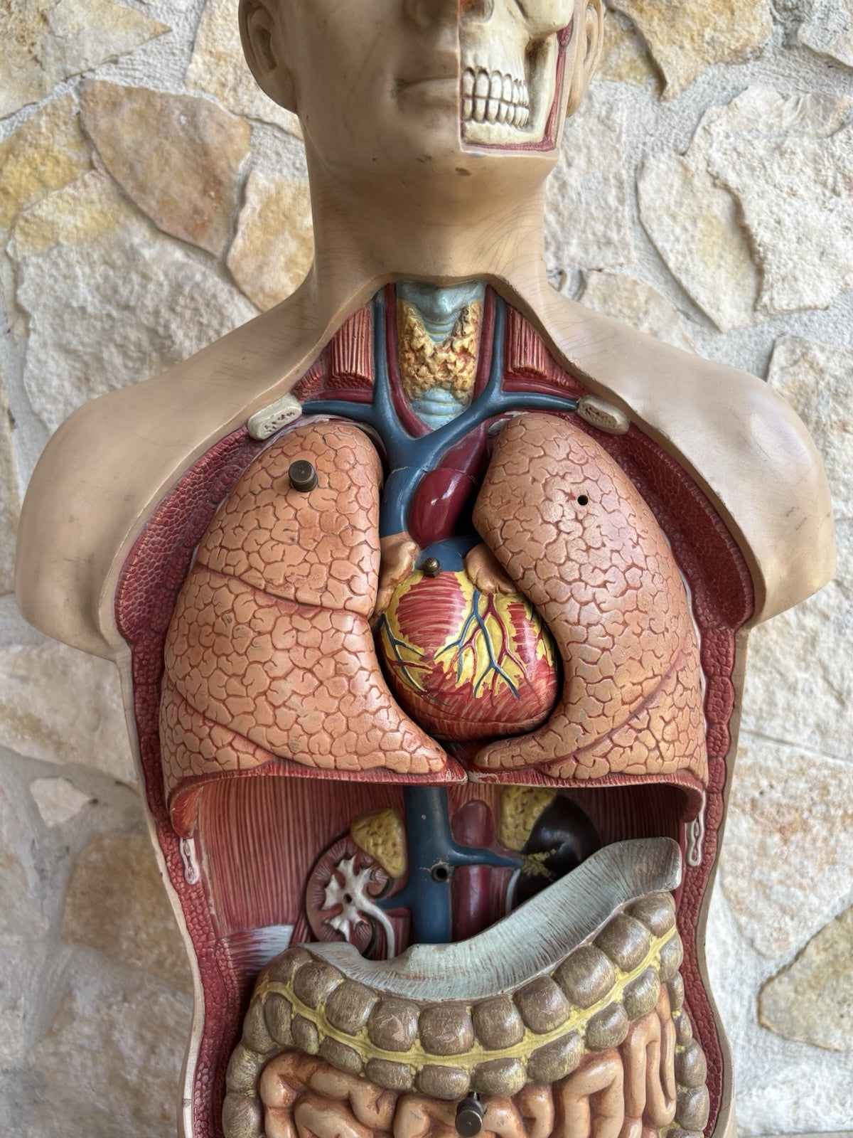 Modello Didattico Scientifico Busto Paravia