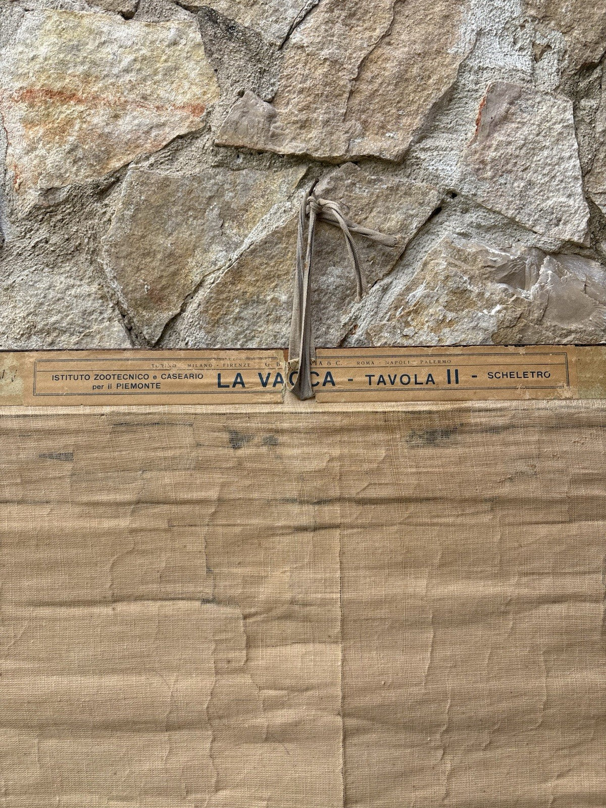 Tavola Parietale Vintage Paravia, La Vacca