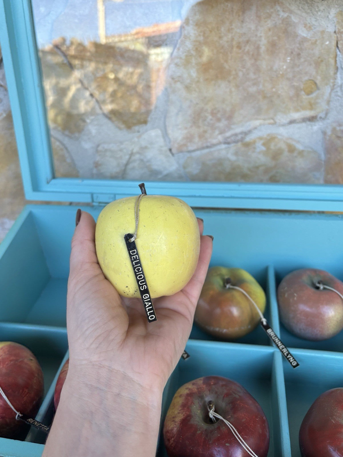 Modello Didattico -Principali Varietà Di Mele- Toffoli E Figli